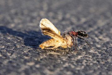 Ant carrying dead moth