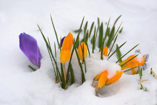 Blumen Im Schnee" Images – Browse 22 Stock Photos, Vectors, and Video |  Adobe Stock