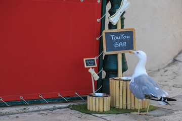 Im Hafen von Saint-Tropez: Eine Möwe beim Trinken an der Hundetränke!