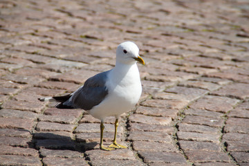 single Gull on the city sidewalk