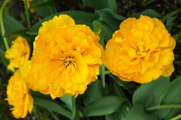 Many yellow double late tulip flowers with green