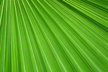 Fototapeta premium Green leaf texture abstract background
