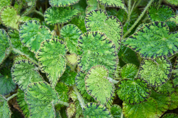 Begonia bowerae green leaves background