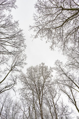 Fototapeta na wymiar Looking up at the sky through willows and poplars trees fcovered by snow during a cold and icy winter winter