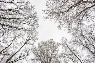 Looking up at the sky through  willows and poplars trees covered by snow during a cold and icy winter 