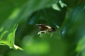 butterfly on flower