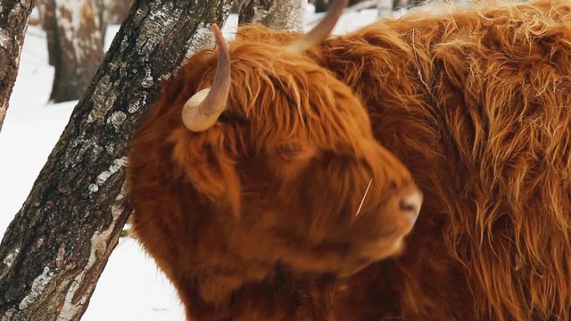 Highland cattle brown cow lick her fur