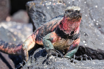 Marine iguana on Espanola Island, Galapagos National park, Ecuador