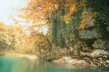 Georgia autumn nature in Martvili Canyon, orange and green creepers and leaves on high stone cliffs...