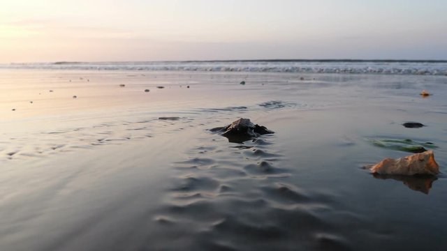 Atlantic Ridley Sea Baby Turtles Crossing The Beach At Sunrise.  Newborn Tiny Turtles Heading To The Sea Waters For The First Time. Turtle Hatchlings On The Sands Of The Beach. Wild Turtles In The Nat