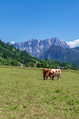 Glückliche Kühe in idyllischer Landschaft im Gesäuse bei Admont, Österreich