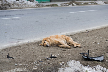 .golden dog dead on the edge of the road after being hit by the car, see also pieces of car