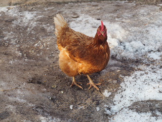 Hen in a winter yard
