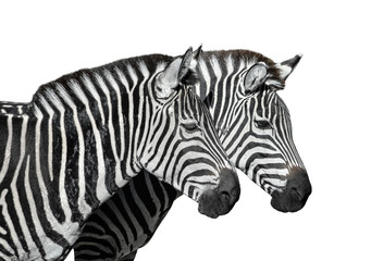 Two young zebras isolated on white. Safari animals.