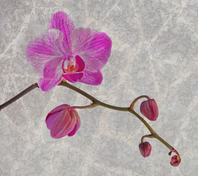 Pink orchid with buds in a design of chabby chic or vintage