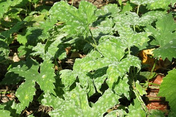 Green leaves background, сloseup