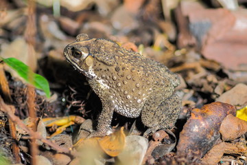 Close up a Common Toad Amphibians hunting small insect in the garden at night.