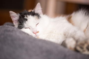 Cute kitty sleeping on a gray blanket, looking happy