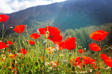 Fototapeta premium Poppy
