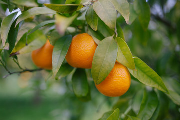 Tangelo Fruit Citrus