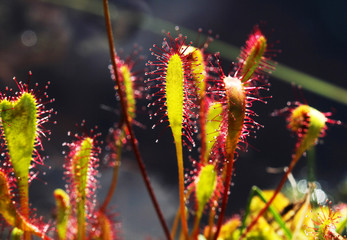 carnivorous plant sundew (Drosera anglica)