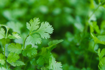 Fresh leaf green coriander in a garden. Vegetable coriander for health is used as a food ingredient...