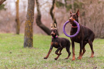 doberman pinscher sea puppy 