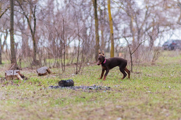 doberman pinscher sea puppy 