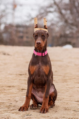 doberman pinscher sea puppy 