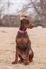 doberman pinscher sea puppy 