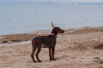 doberman pinscher sea puppy 