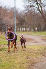 doberman pinscher sea puppy 