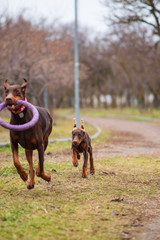 doberman pinscher sea puppy 