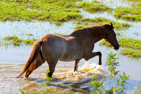 Um cavalo se refrescando no banhado
