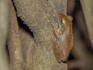 a brown Common tree frog Amphibians (Polypedates leucomystax) resting on the tree.