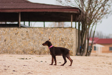 doberman pinscher sea puppy 