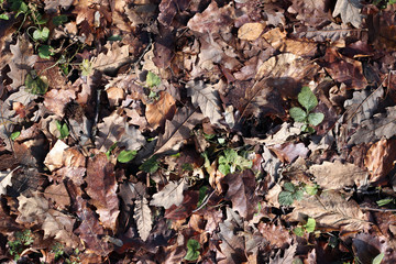 Ground oak beech tree leaves forest woods winter fall surface texture close up