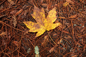 yellow autumn leaf