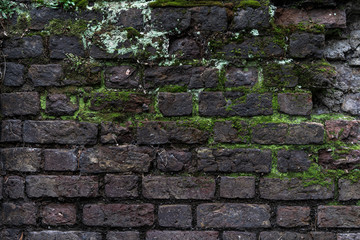 Old damaged rustic brick wall with green moss - high quality texture / background
