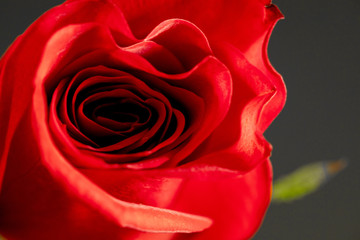 red rose with water drops