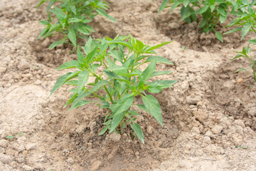 Chili tree planted on the soil. Young chili pepper plant - Image