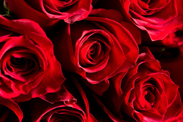 red roses on black background