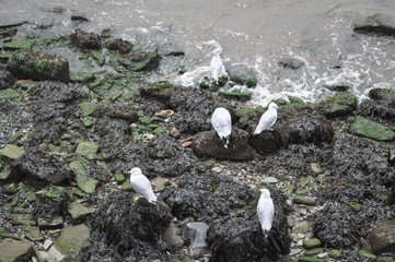 summer,winter lanscape,trees,water,DC,