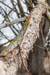 Biber Fraßschaden an einem Baum