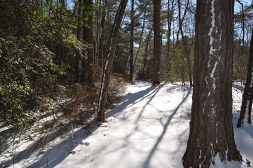 summer,winter lanscape,trees,water,DC,