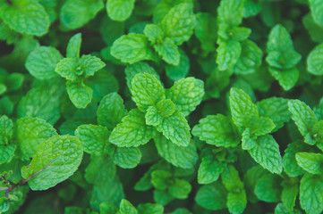 Green peppermint leaves background. Flat lay. Nature background