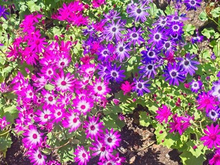 Fototapeta premium Painted daisy (Pericallis)