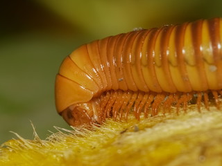 millipede walking with nature blurred background.