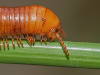 millipede walking on green leaf with nature blurred background.