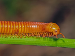 millipede walking on green leaf with nature blurred background.